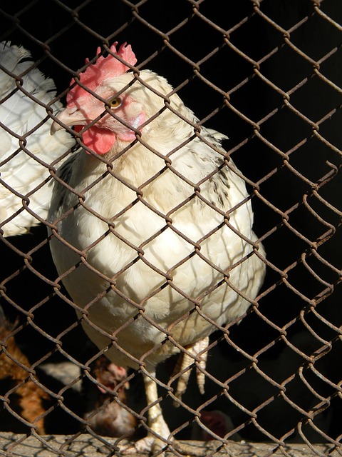 赛的走向 赛的走向